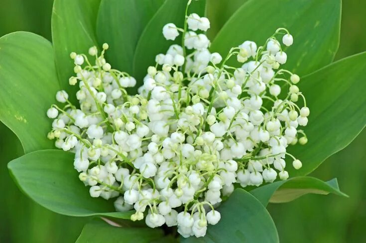 Покажи как выглядят цветы ландыши Good Morning and Happy May 1st! Photo muguet, Bouquet de muguet, Muguet