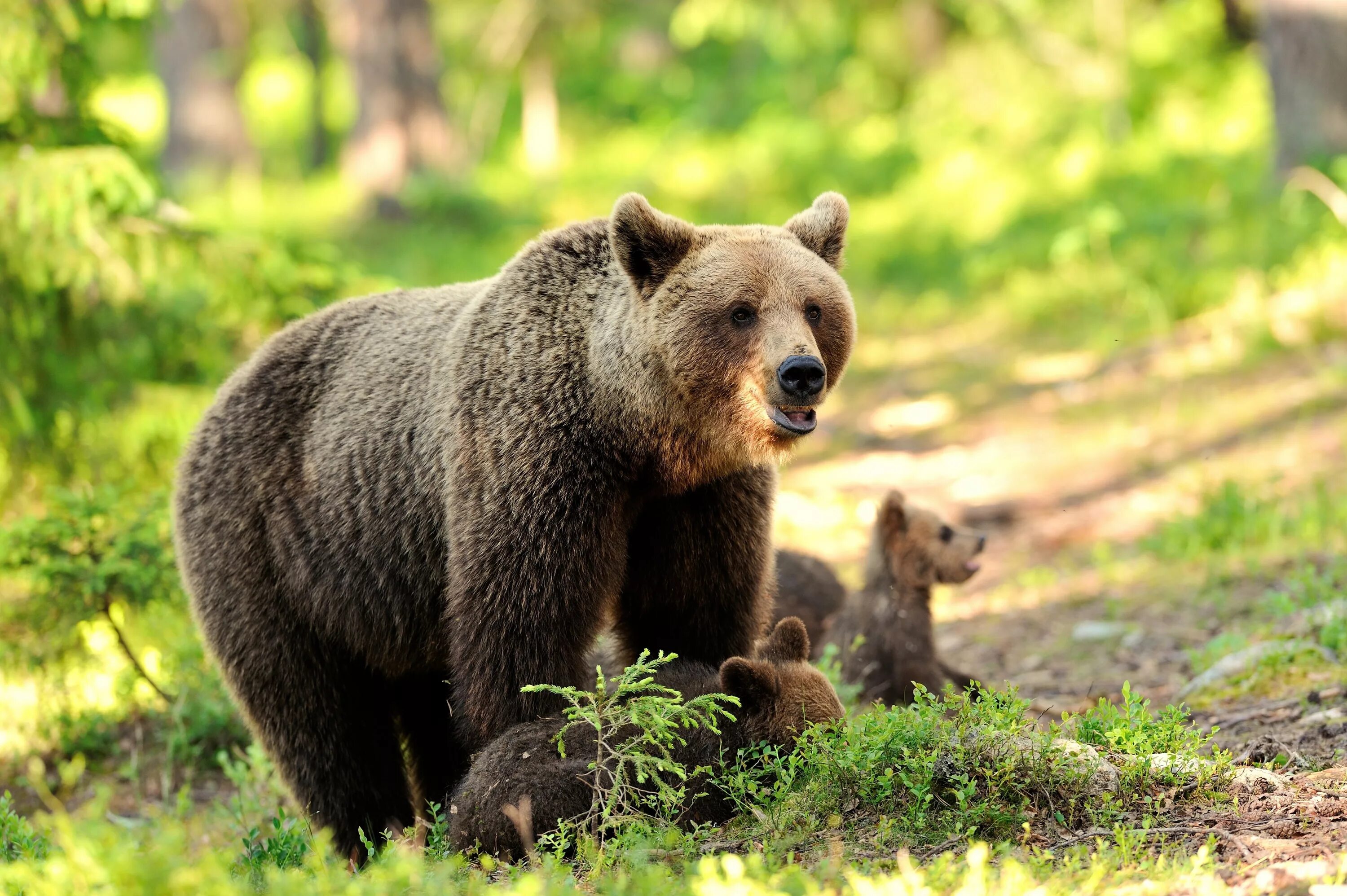 Покажи картинки диких животных Wallpaper : animals, nature, wildlife, bears, Zoo, Grizzly bear, brown bear, fau