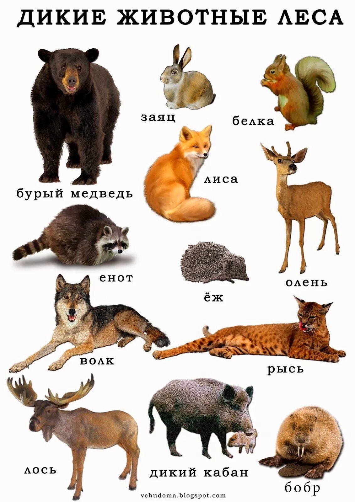 Покажи картинки диких животных Wild animals list, Animals wild, Russian language learning