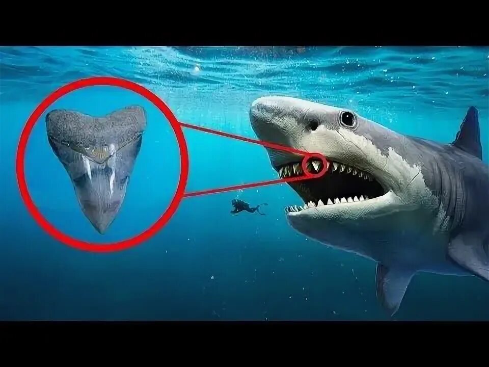 Покажи картинки как выглядит настоящий Megalodon MEGALADON & Megaladon TEETH Megalodon, Deep sea diver, Trench