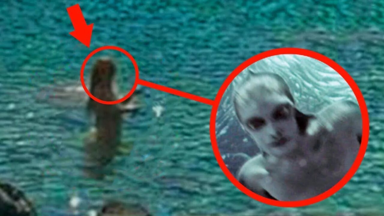 Покажи картинки как выглядит настоящий 5 Real Mermaids Caught On Camera Exist In Real Life! - YouTube