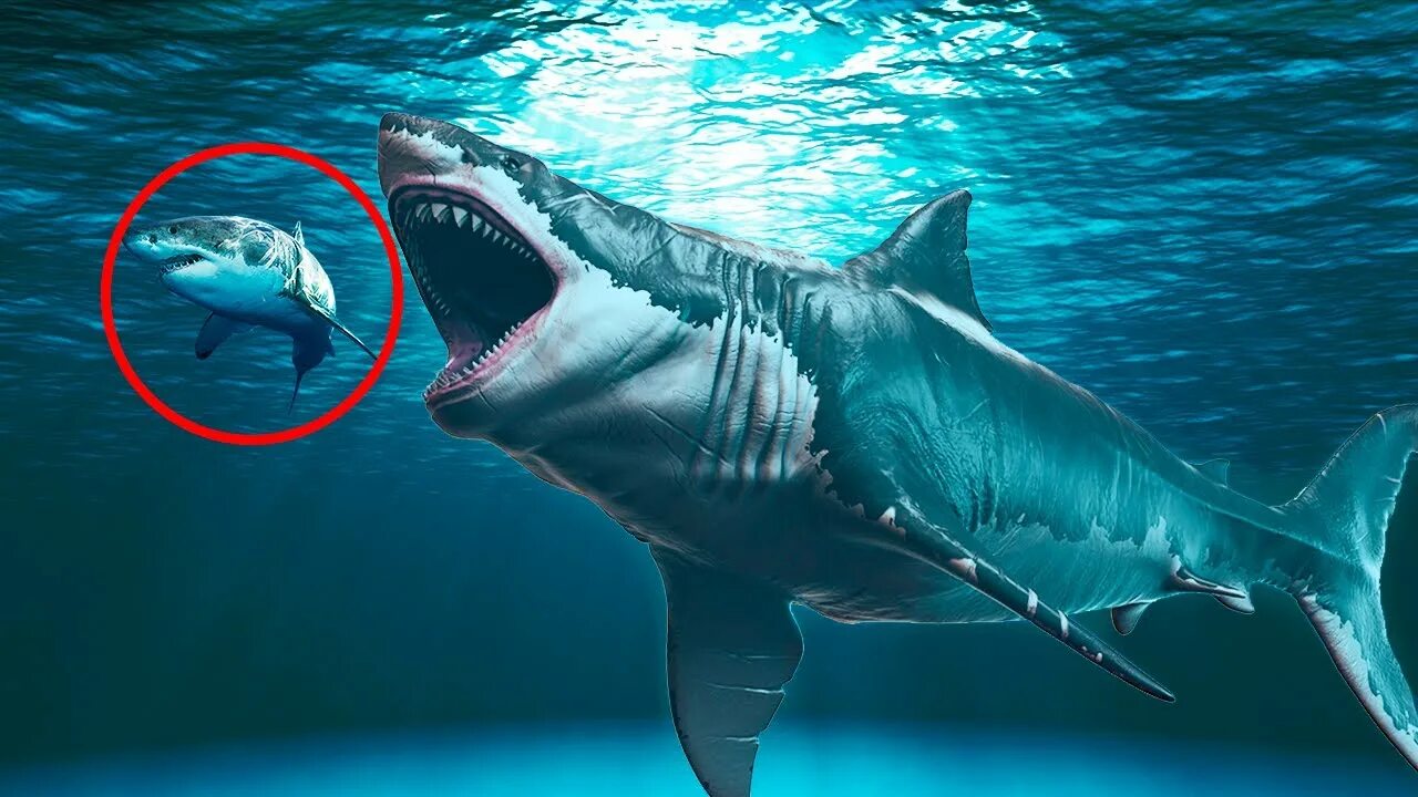 Покажи картинки как выглядит настоящий Why The Megalodon Definitely Went Extinct! - YouTube