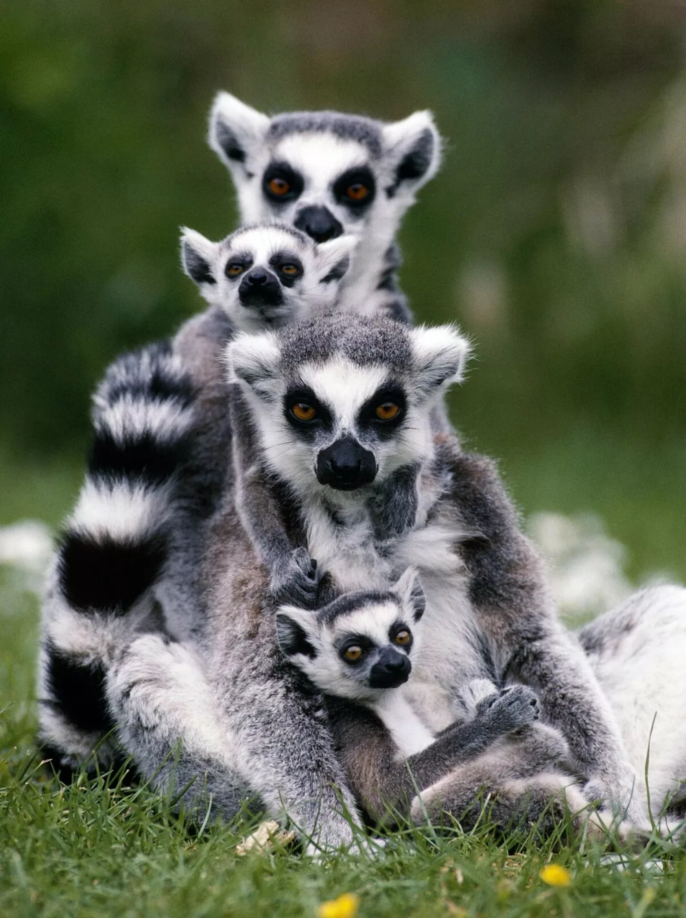 Покажи картинки любых животных Pin by Bobby Ramos on wildlife Lemur, Animals beautiful, Animals wild