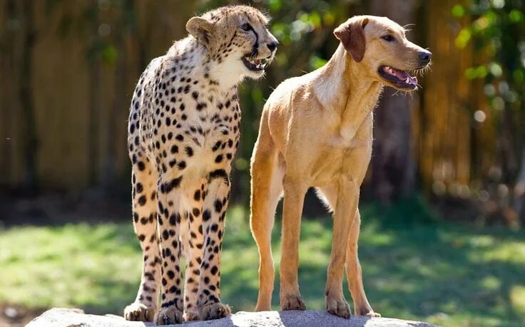 Покажи картинки любых животных Pictures of the day: 25 April 2012 Unlikely animal friends, Dog friends, Animals