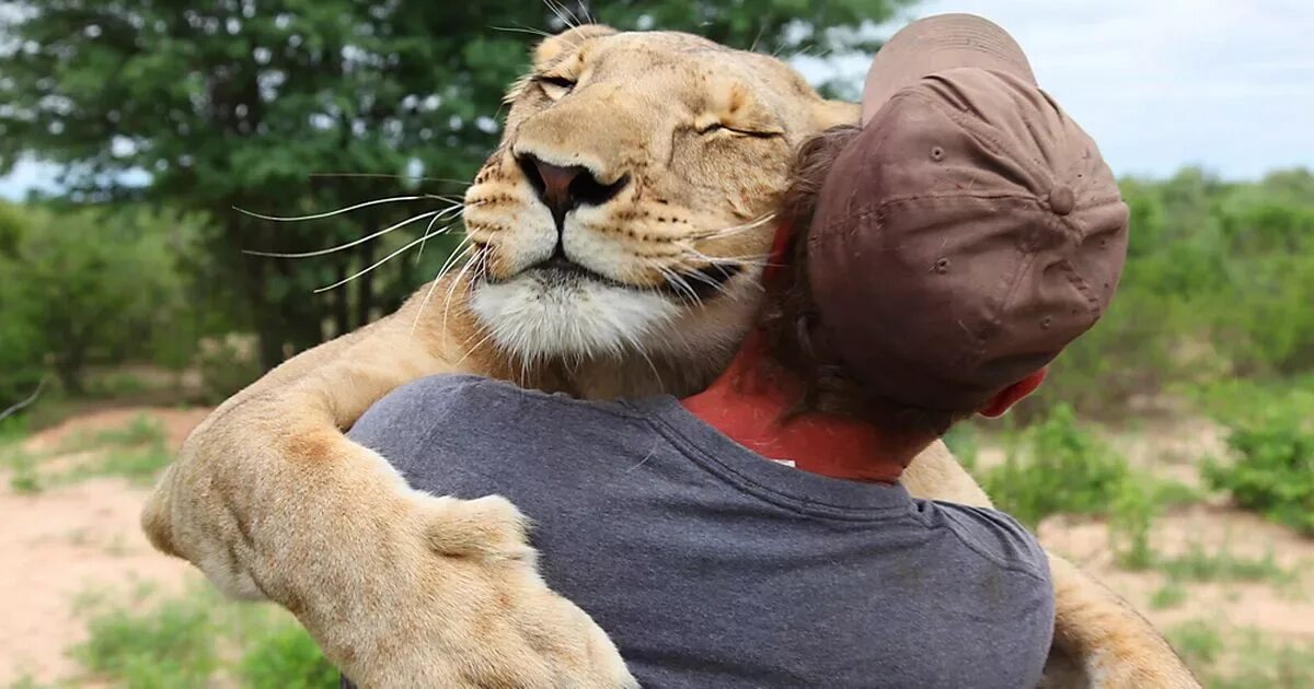 Покажи картинки людей животных Heartwarming picture shows lioness HUGGING man who saved her life - World News -