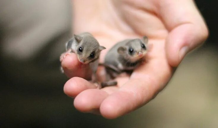 Покажи картинки маленьких животных Rare breeding success for world's smallest glider - Australian Geographic Cute b