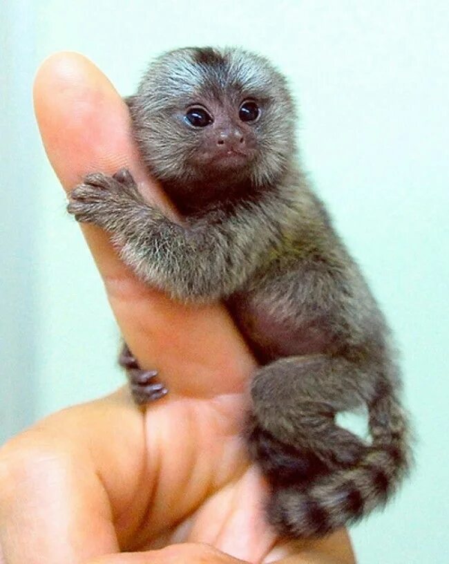 Покажи картинки маленьких животных he pygmy marmoset (Cebuella pygmaea) is a small species of New World monkey nati