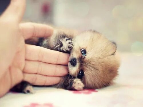 Покажи картинки милых животных Likes Tumblr Cute baby animals, Baby animals, Cute animal photos