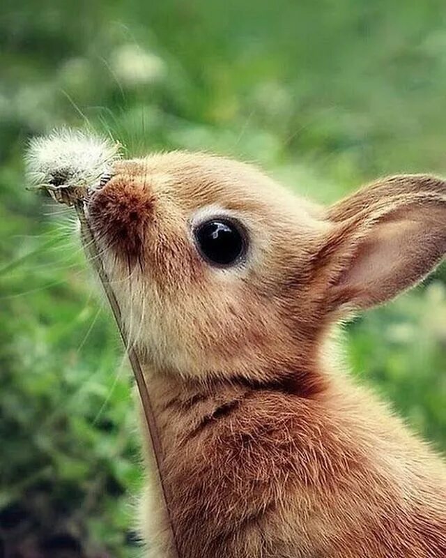 Покажи картинки милых животных Yesterday we spotted a bunny in the flowers. It was one of those magical moments