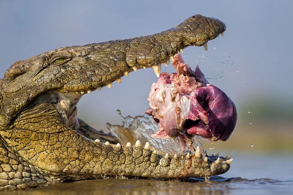 Покажи картинки опасных животных Лучшие снимки с конкурса Wildlife Photographer of the Year 2016