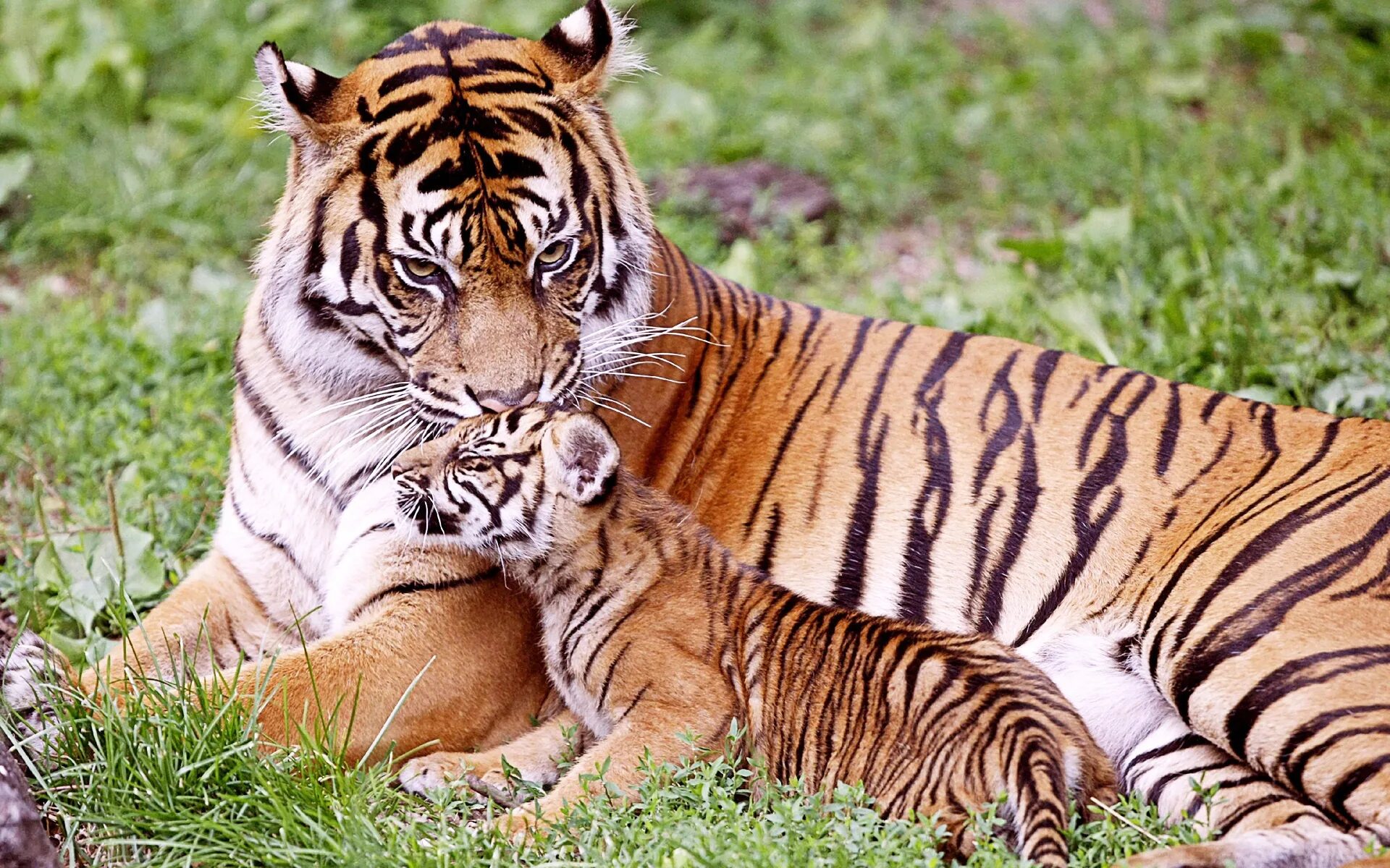 Покажи картинки про животных Tiger Baby Tiger - Wallpaper, High Definition, High Quality, Widescreen