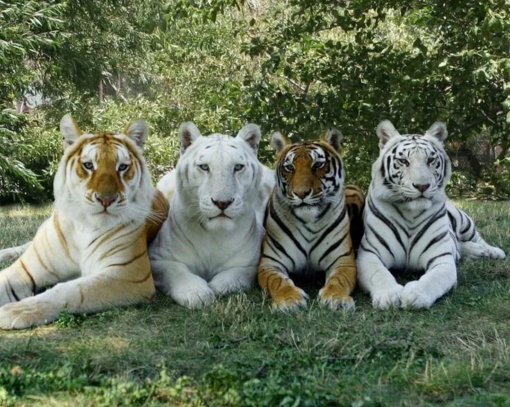 Покажи картинки разных животных 4 types of tigers Majestic animals, Cute wild animals, Animals beautiful