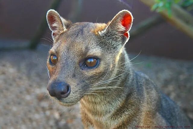 Покажи картинки редких животных Fossa fella. Редкие животные, Самые милые животные, Дикие животные