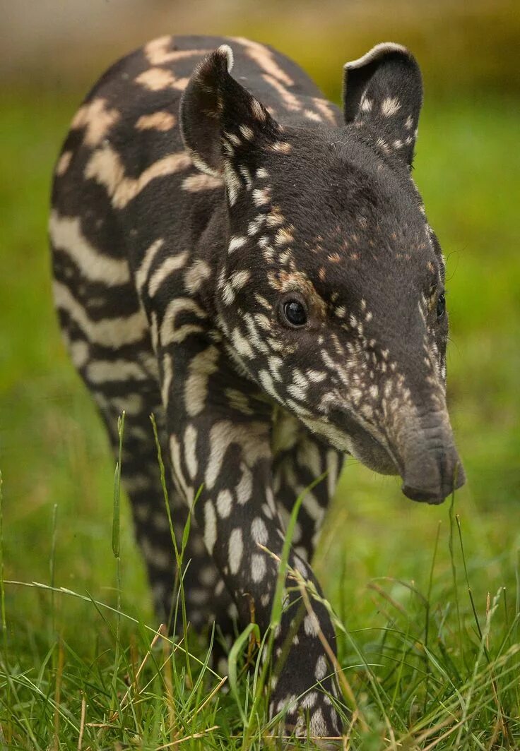 Покажи картинки редких животных Solo the Tapir Explores at Chester Zoo Unusual animals, Animals wild, Zoo animal