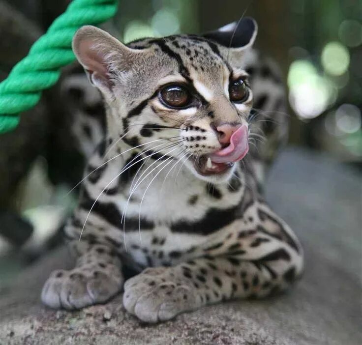 Покажи картинки редких животных Margay Beautiful cats, Margay cat, Cute animals