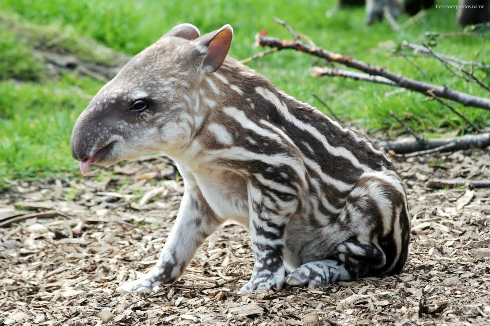 Покажи картинки редких животных Animals, Cute animals, Tapir