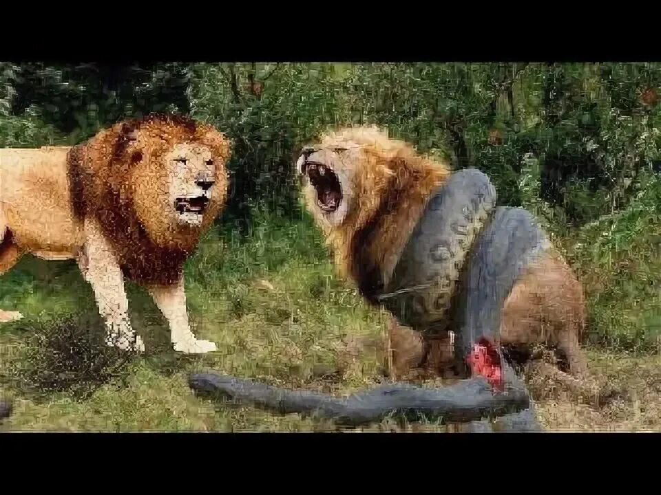 Покажи картинки самых опасных животных Lion Fight with snake - YouTube