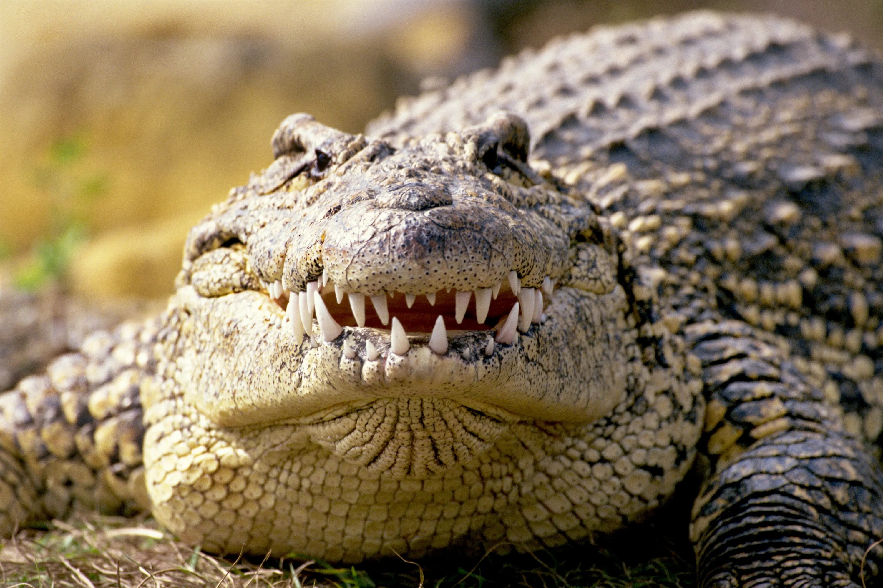 Покажи картинки самых опасных животных Saving the Endangered Cuban Crocodile Scientific American