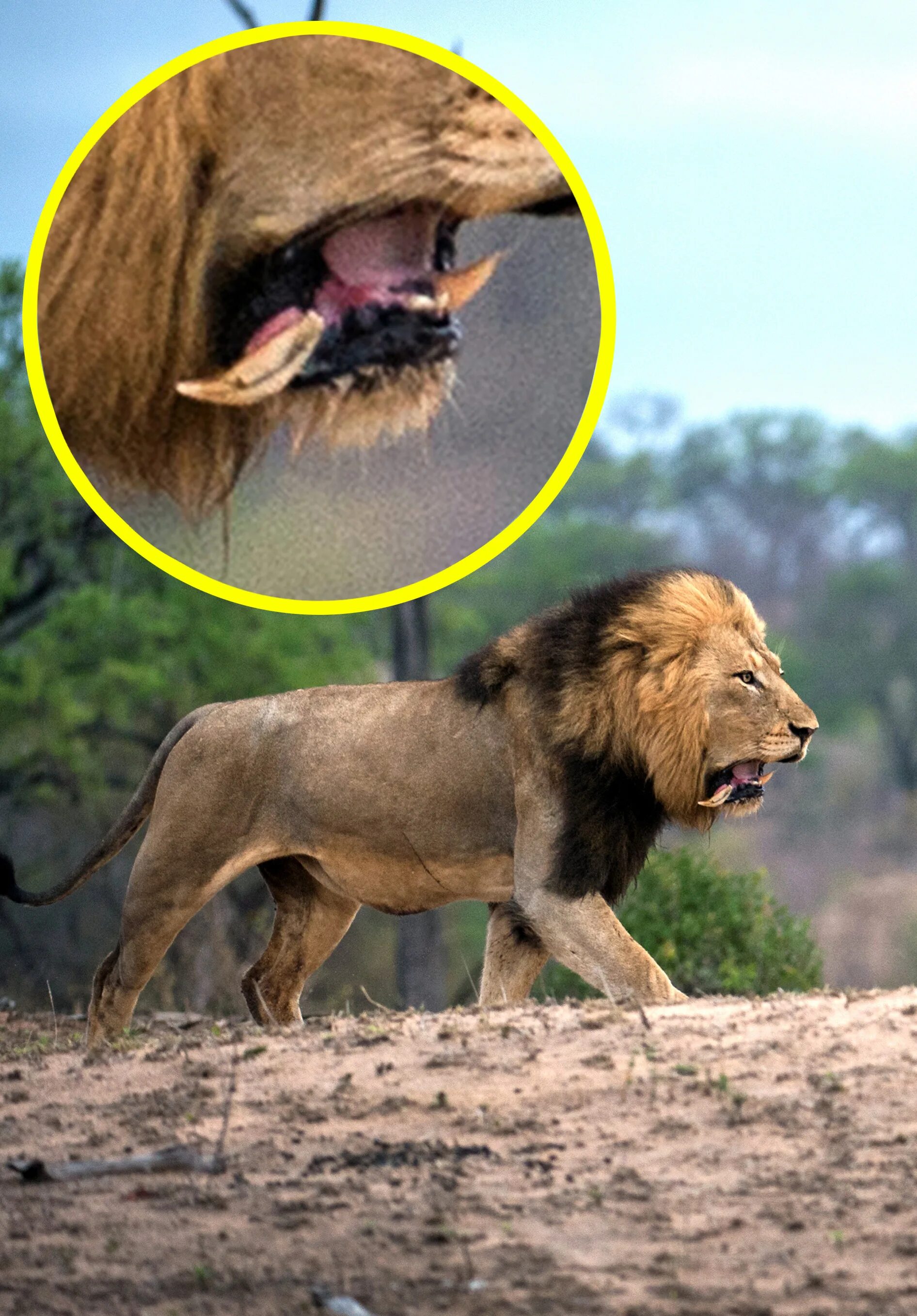 Покажи картинки самых опасных животных Incredible photos show injured lion left with a TOOTH hanging from its mouth aft