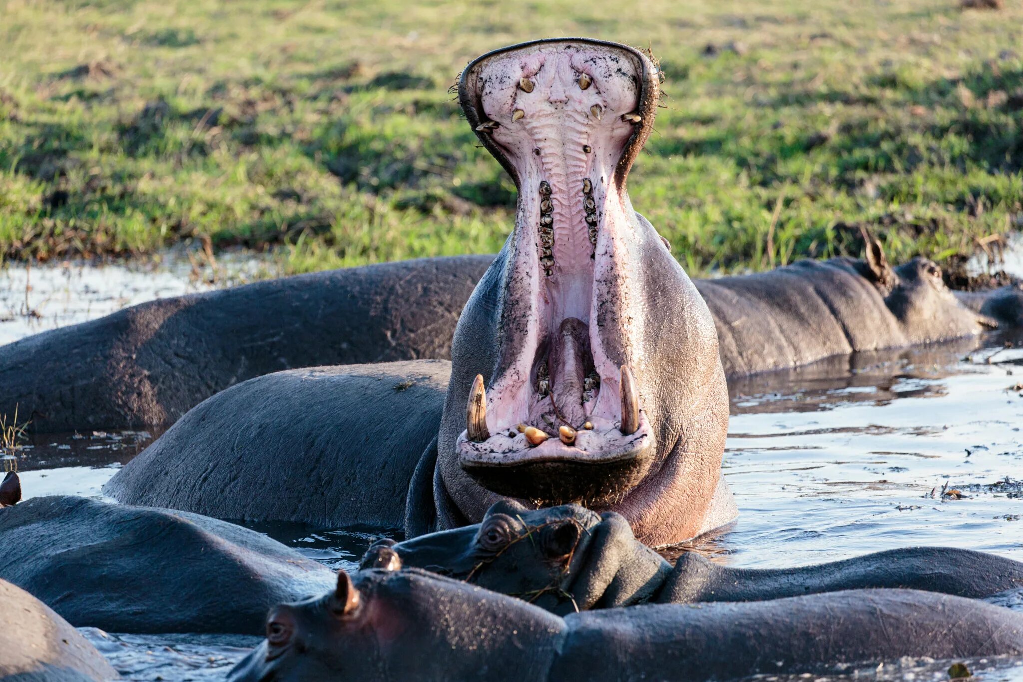 Покажи картинки самых опасных животных پرونده:Bigmouth (180188867).jpeg - ویکی پدیا. دانشنامهٔ آزاد