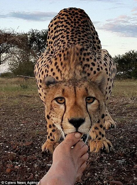 Покажи картинки самых опасных животных Terrifying moment wild cheetah licks photographer’s FEET Nature photos, Barn owl