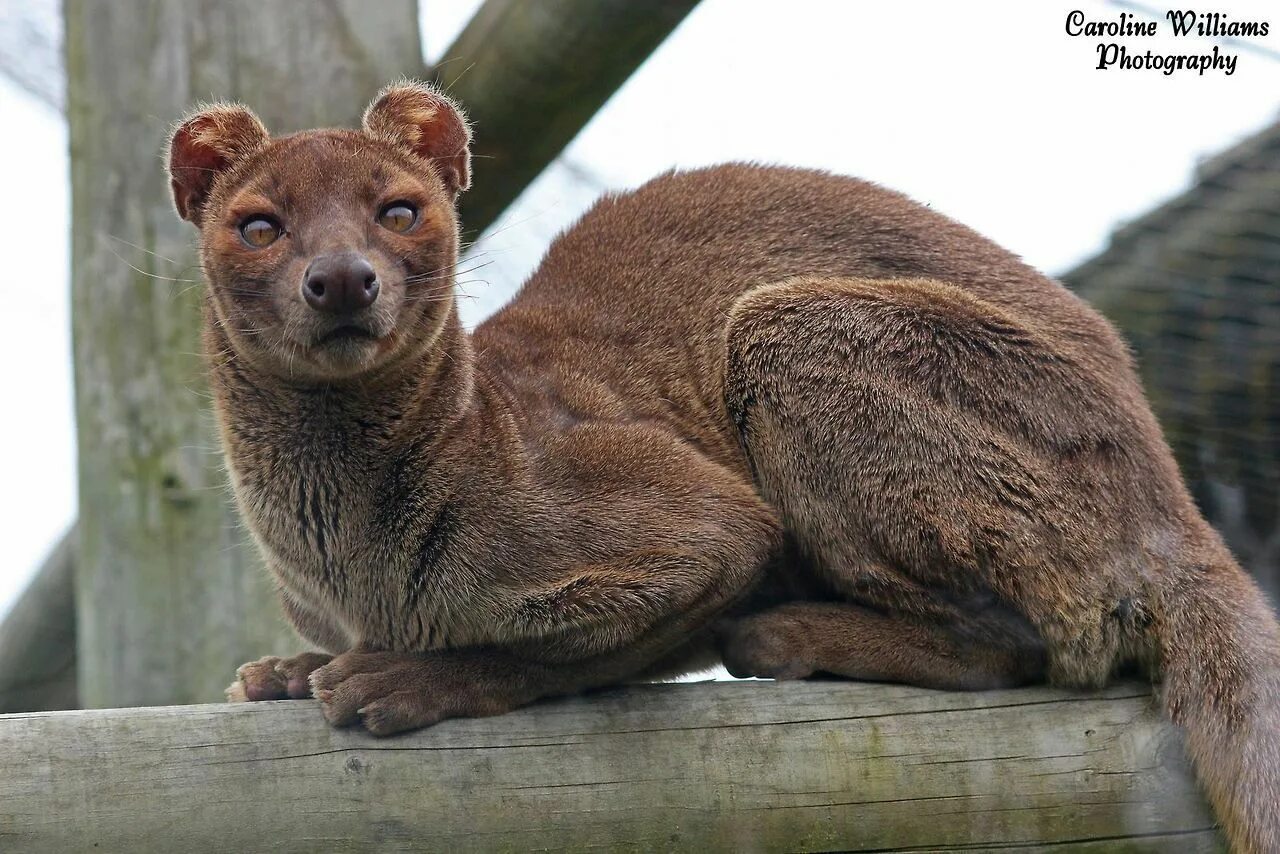 Покажи картинки самых редких животных Fossa / Cryptoprocta ferox Unusual animals, Rare animals, Unique animals