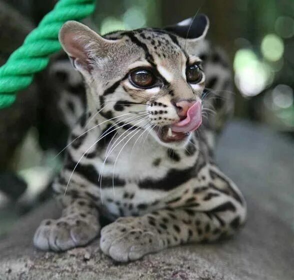 Покажи картинки самых редких животных Margay (Leopardus wiedii) Wild cats, Cute cats, Cute animals