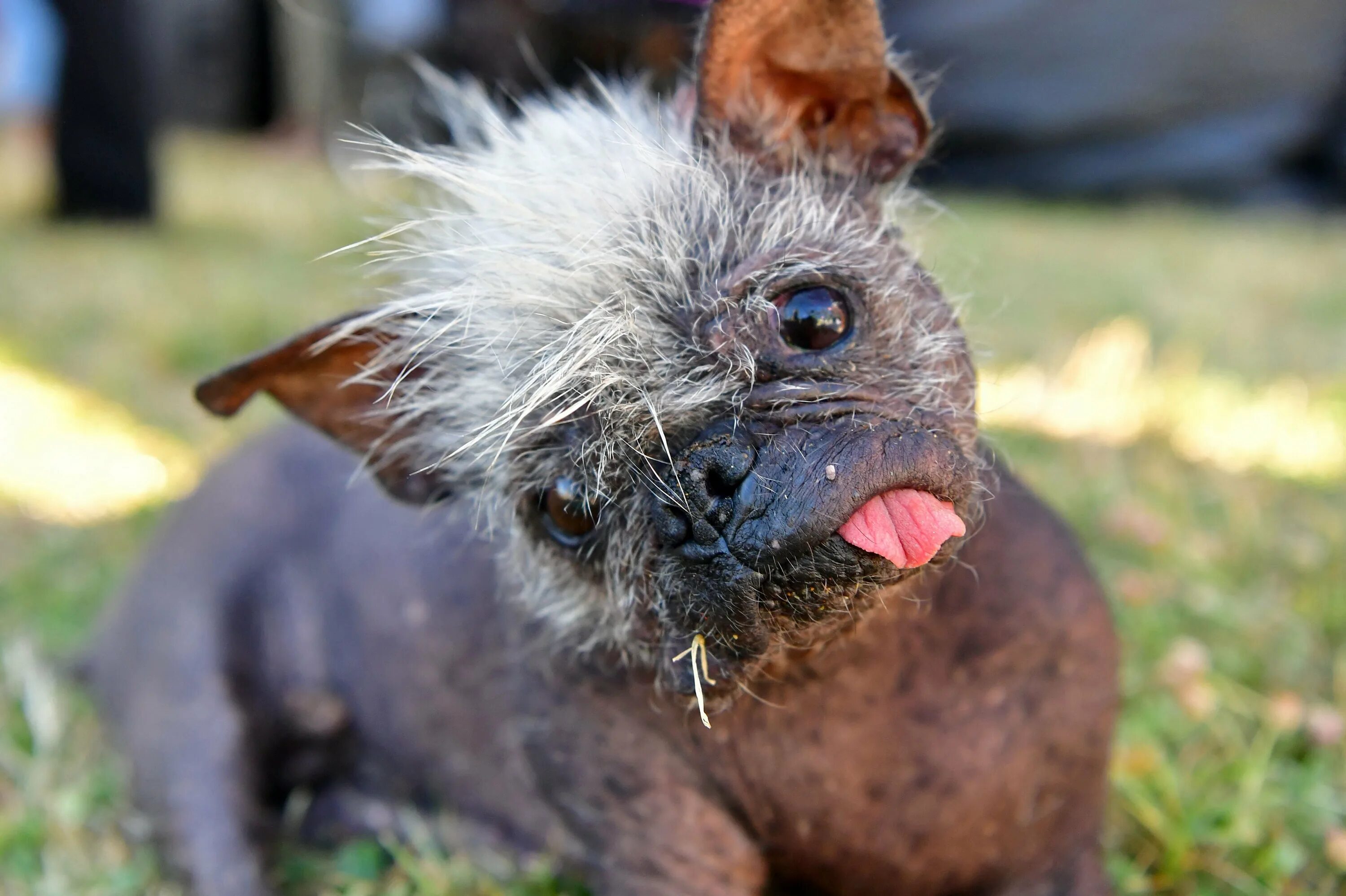 Покажи картинки самых страшных животных World’s Ugliest Dog 2022 award goes to 17-year-old Mr Happy Face The Independent