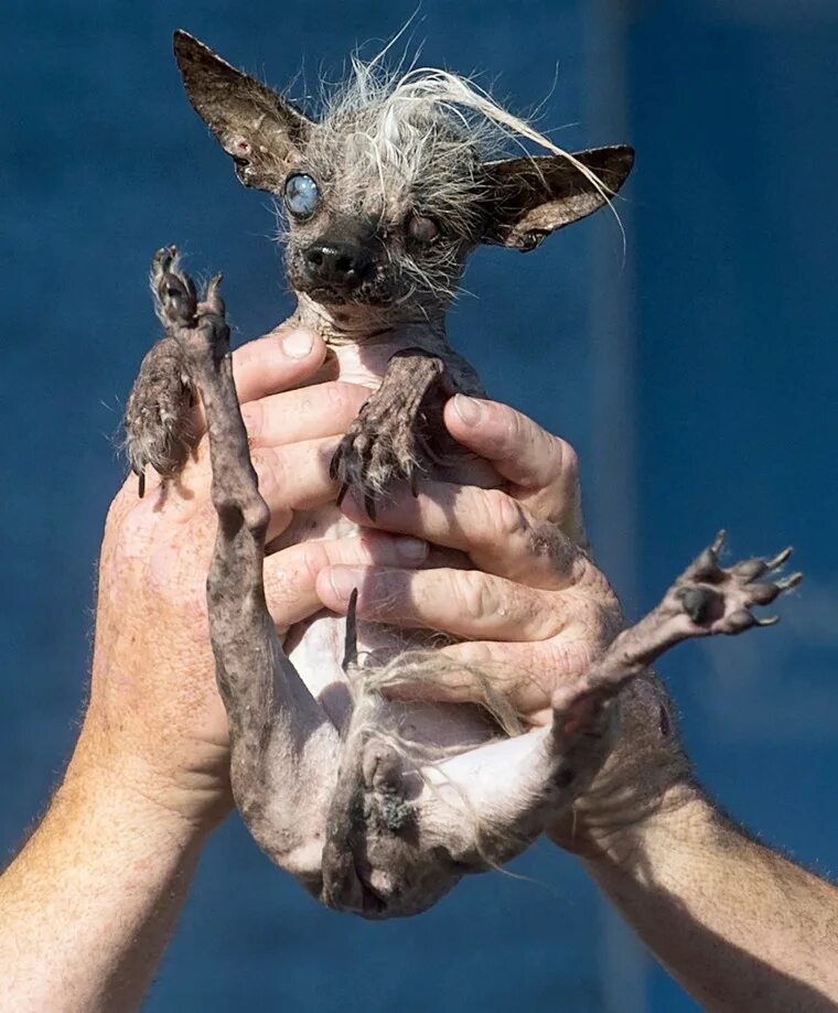 Покажи картинки самых страшных животных Quasi Modo the Mutt is Crowned World's Ugliest Dog