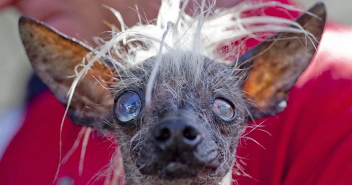 Покажи картинки самых страшных животных World's Ugliest Dog: See 6 of the canine competitors