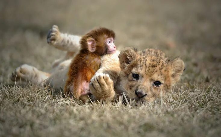 Покажи картинки всяких животных baby lion and a baby monkey snuggle Unlikely animal friends, Unusual animals, Un