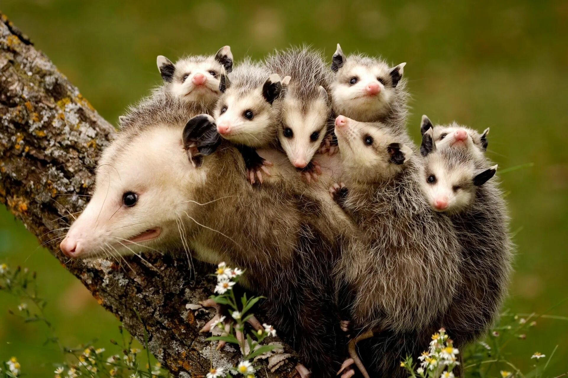 Покажи картинки всяких животных opossums animals tree nature mother and children Baby possum, Funny animals, Bab