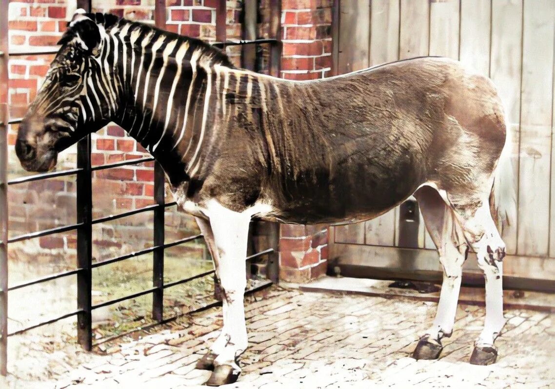 Покажи картинки вымерших животных File:Equus quagga quagga, coloured.jpg - Wikipedia