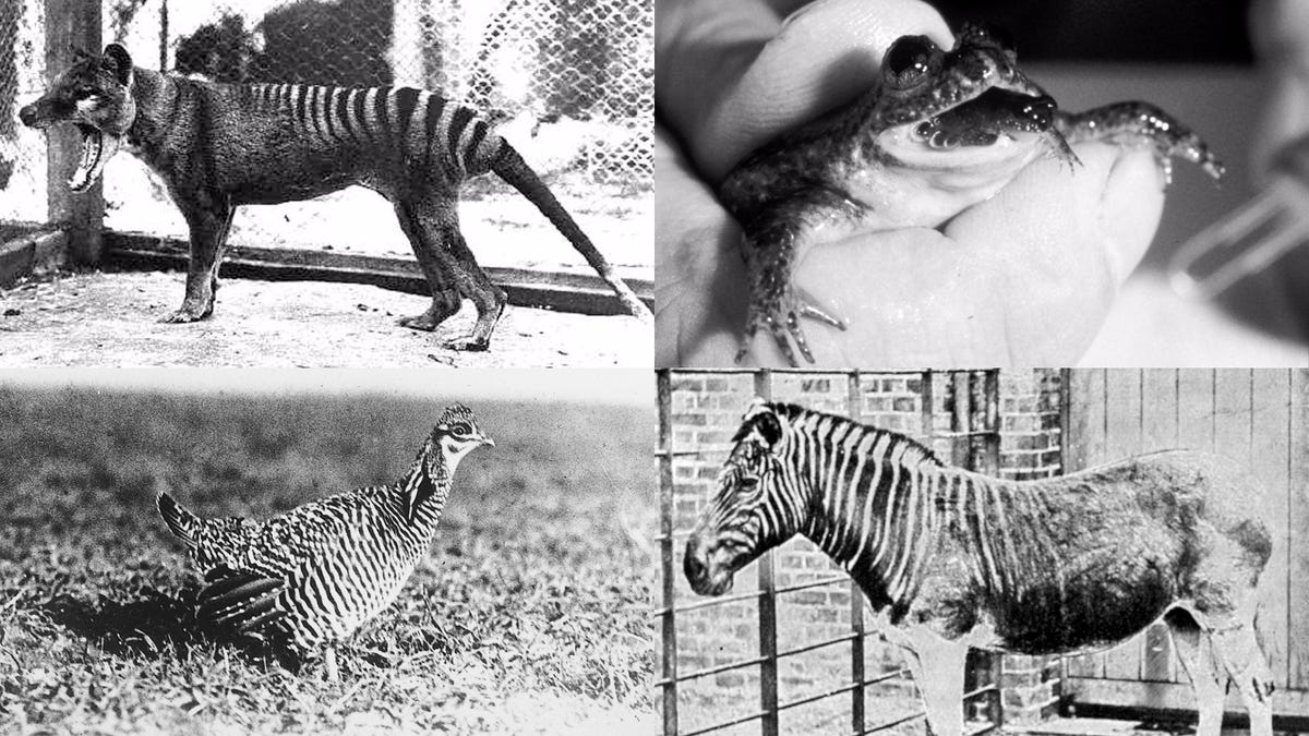 Покажи картинки вымерших животных De-extinction: Four extinct animals that could be brought back to life through g