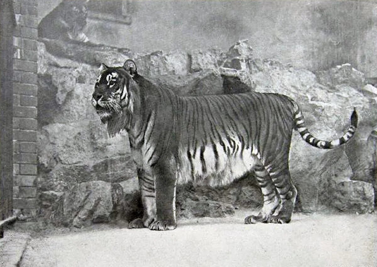 Покажи картинки вымерших животных Eight unfortunate facts about the extinct Caspian tiger The Independent The Inde