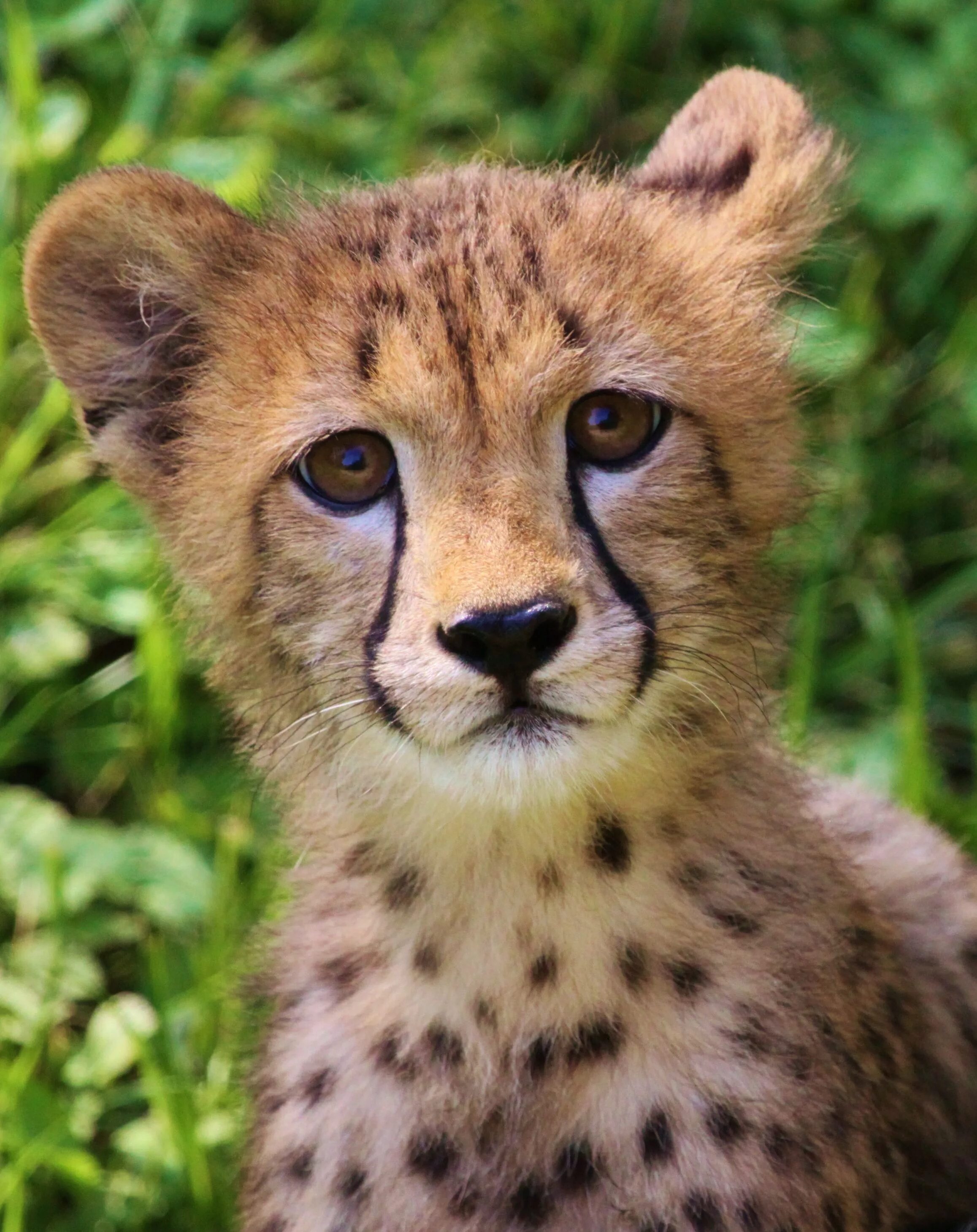 Покажи картинки животных Baby Cheetah at National Zoo in Washington DC African cats, Animals beautiful, B