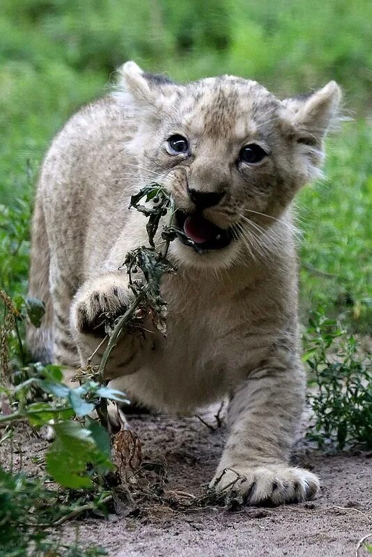 Покажи картинки животных little king Animals, Noahs ark animals, Animal sanctuary