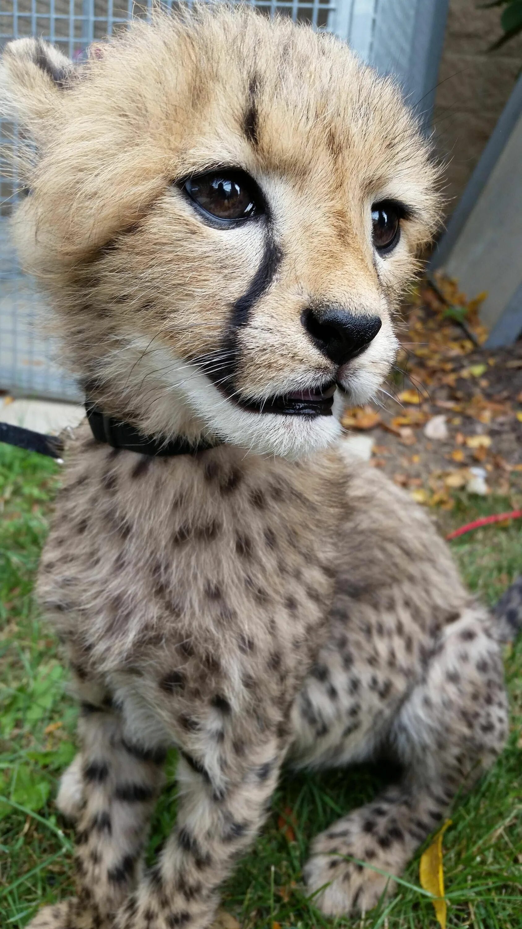 Покажи картинки животных I had the opportunity to play with this cute fella yesterday Schattige babydiere