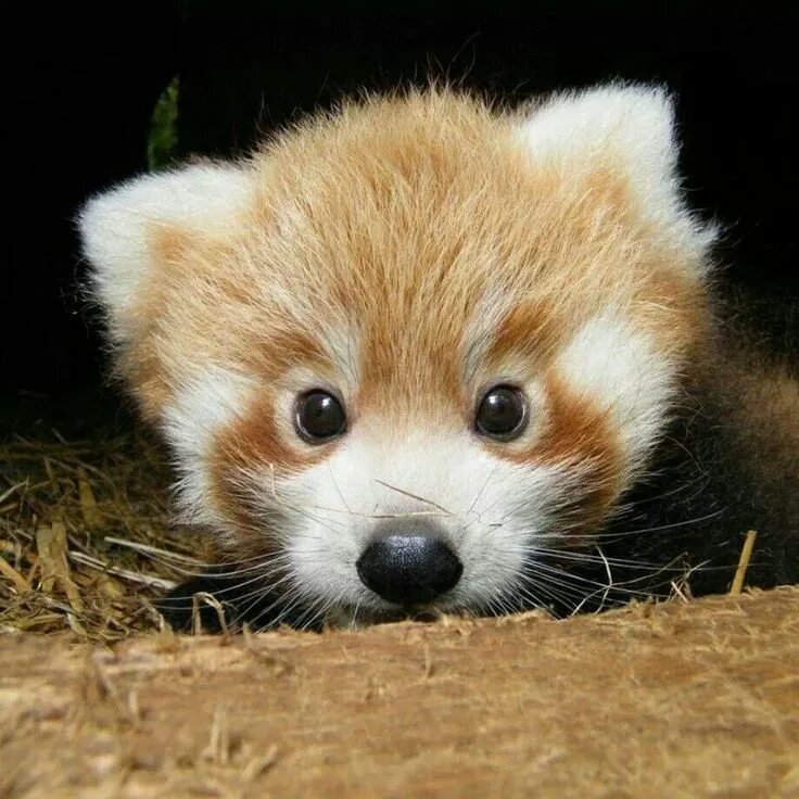 Покажи картинки животных Rare Panda Cubs Emerge From Their Den For The First Time Animaux les plus mignon