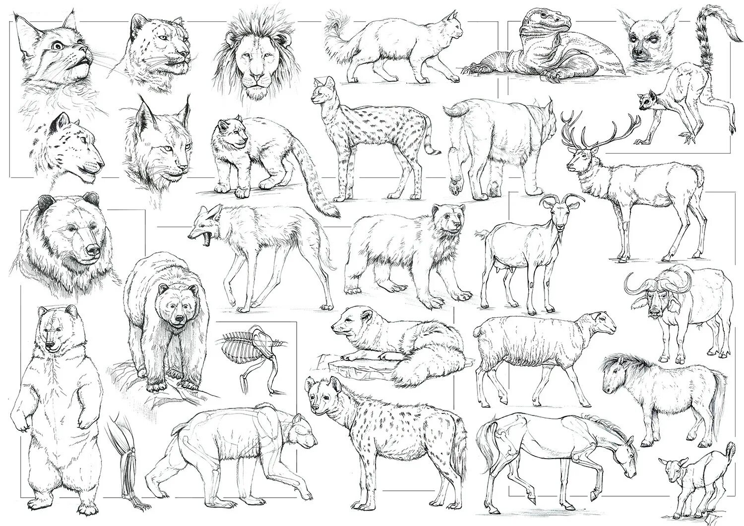 Покажи картинки животных нарисованные Alexandra Pavlovich - Animals sketches