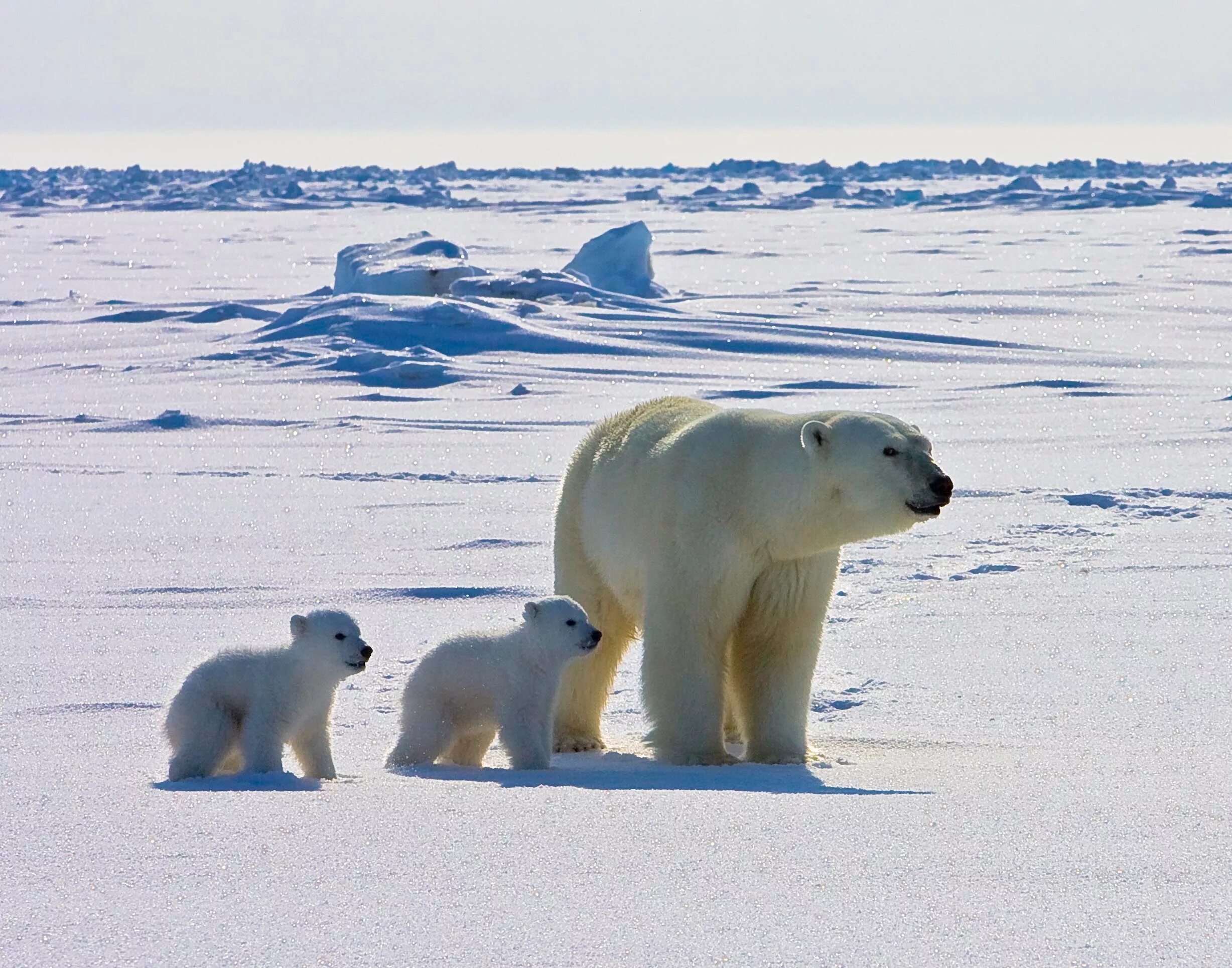 Покажи картинки животных северного полюса An Adult Polar Bear and Her Two Cubs U.S. Geological Survey