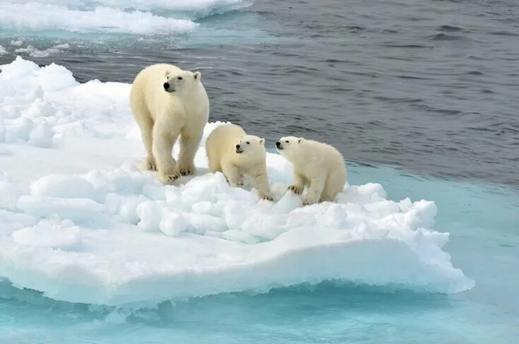 Покажи картинки животных северного полюса Image result for pictures of antarctica polar bears Polar bears live, Polar bear