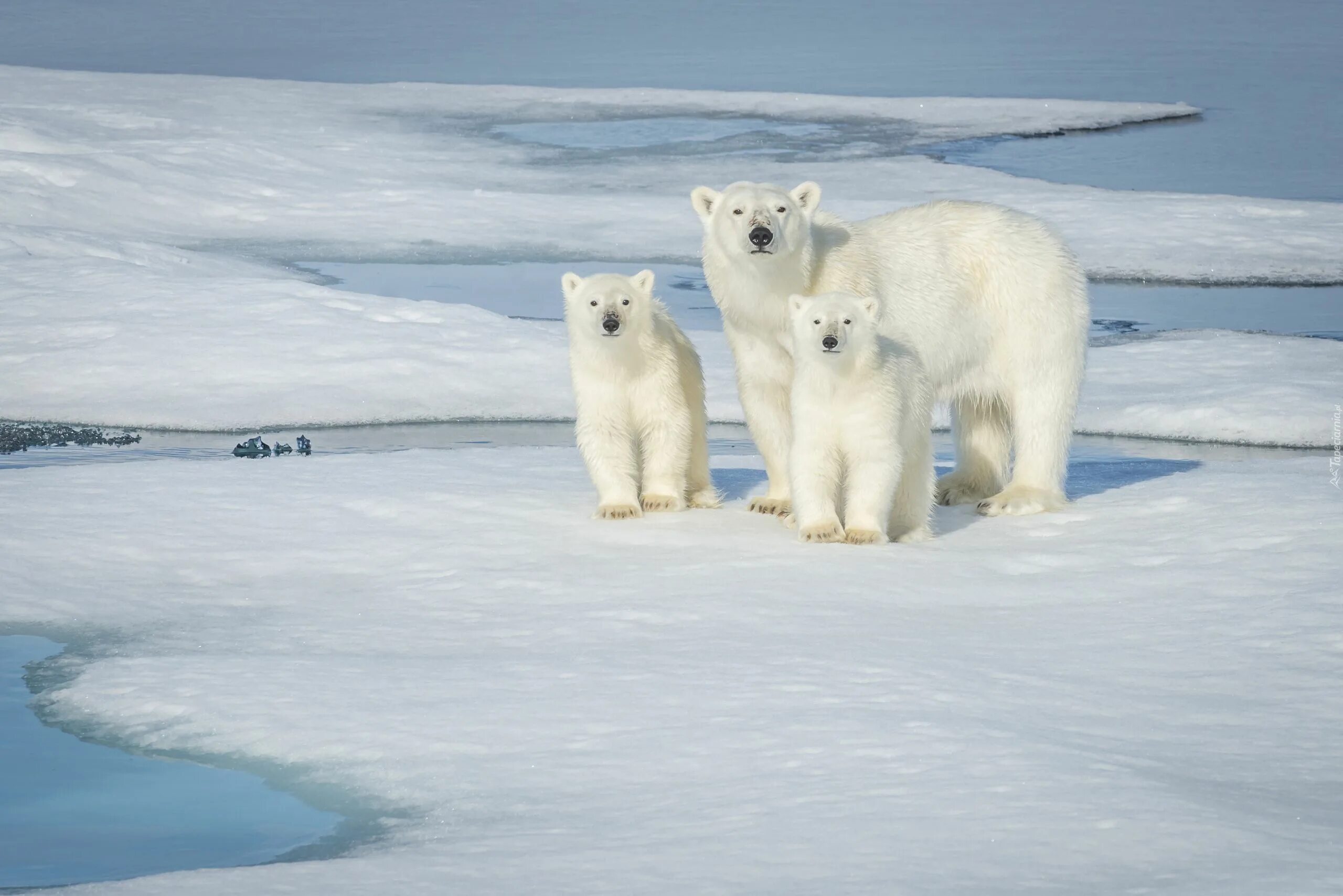 Покажи картинки животных северного полюса Niedźwiedzie, Polarne, Kra Baby polar bears, Polar bear, Bear