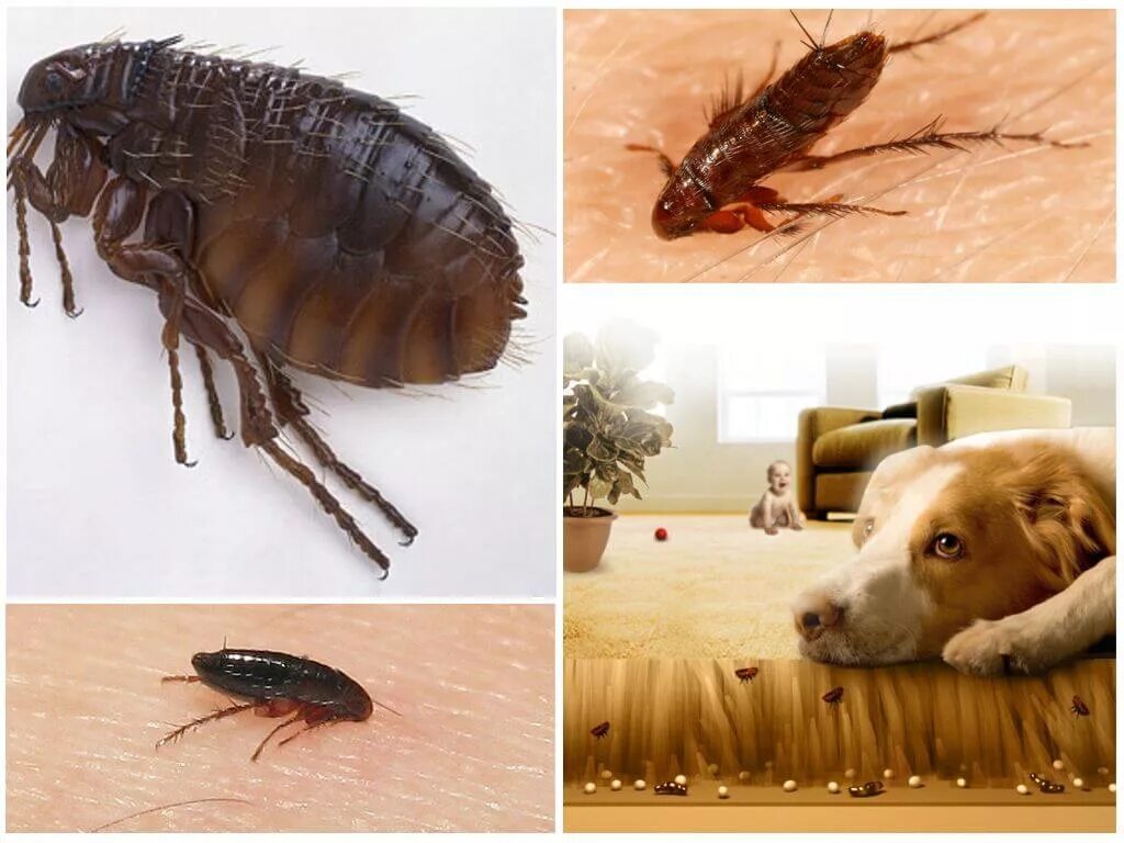 Покажи картинку как выглядит блоха Fleas: Lifestyle, Habitat and Interesting Facts