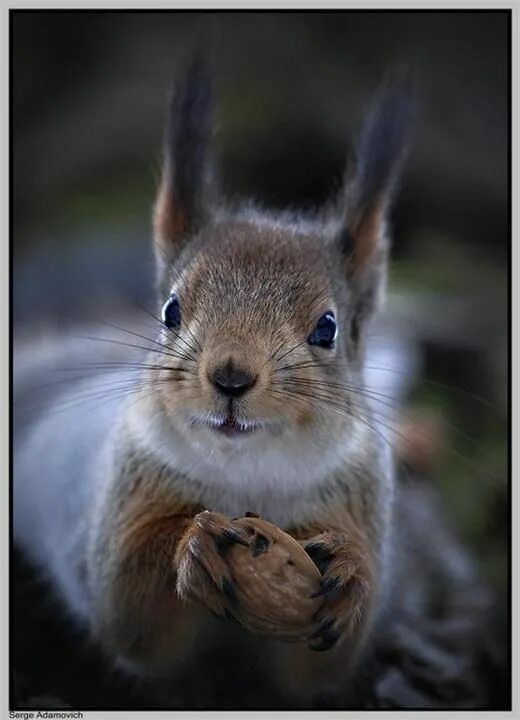 Покажи картинку какого нибудь животного Pin von Diane McKenna auf Gone Squirrelly! Eichhörnchen, Riesige hunde, Süße tie