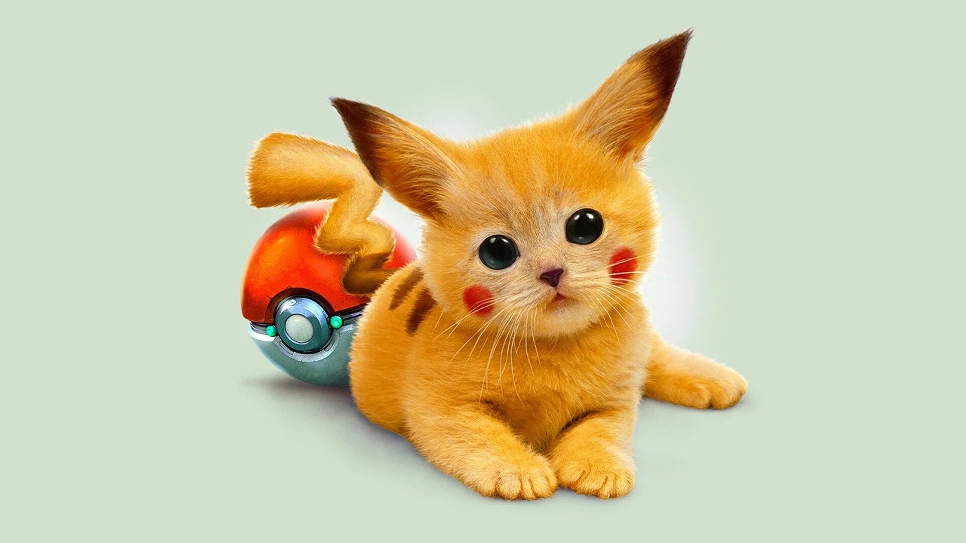 Покажи картинку какого нибудь животного pikachu hd backgrounds Gatos bonitos, Imagenes de perros graciosos, Gatitos ador