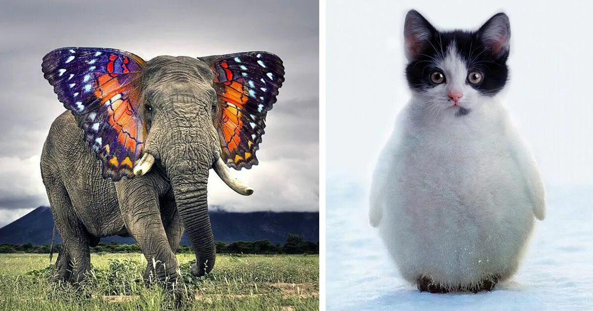 Покажи картинку какого нибудь животного 49 Strange Animal Hybrids Bred In Photoshop Weird animals, Photoshopped animals,