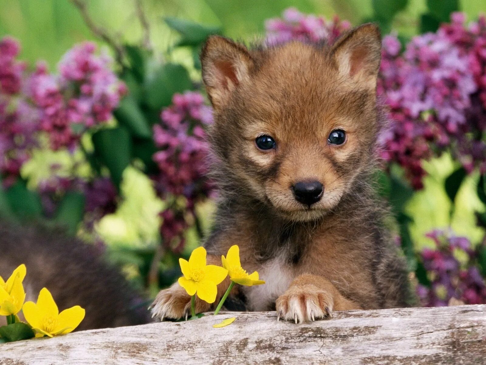 Покажи красивые картинки животных Wallpaper : 1600x1200 px, animals, baby, coyote, flower, pup 1600x1200 - 4kWallp