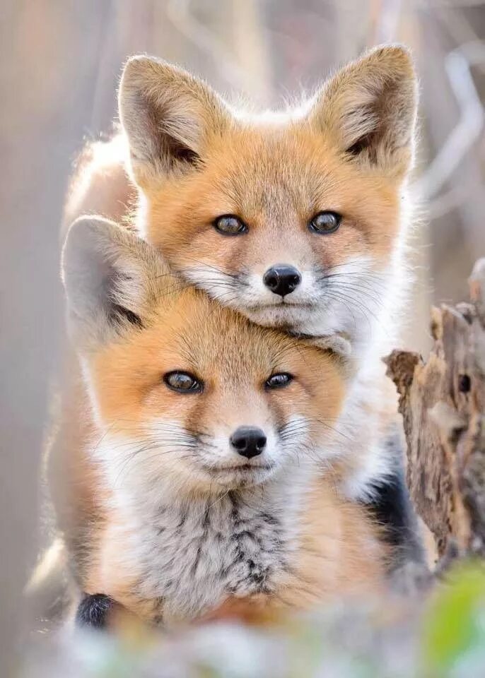 Покажи красивые картинки животных These two Red Foxes look like twins!! Cute animals, Baby animals, Animals wild