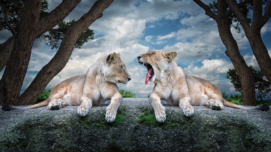 Покажи красивые картинки животных Health check II by John Wilhelm on 500px Say Ahhh Animals, Pets cats, Wildlife p